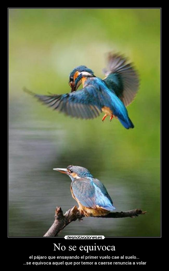 No se equivoca -