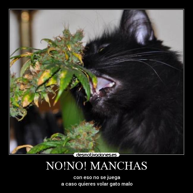 NO!NO! MANCHAS - con eso no se juega
a caso quieres volar gato malo