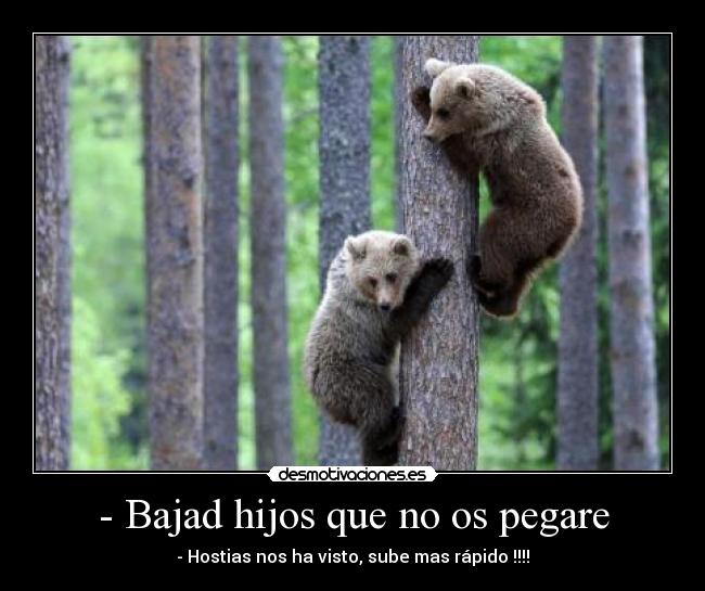 carteles despues nos quejamos que cada vez hay menos osos que los padres van saco desmotivaciones