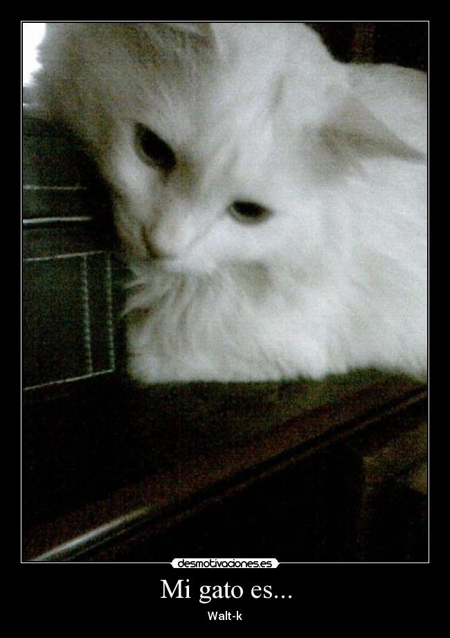 Mi gato es... -