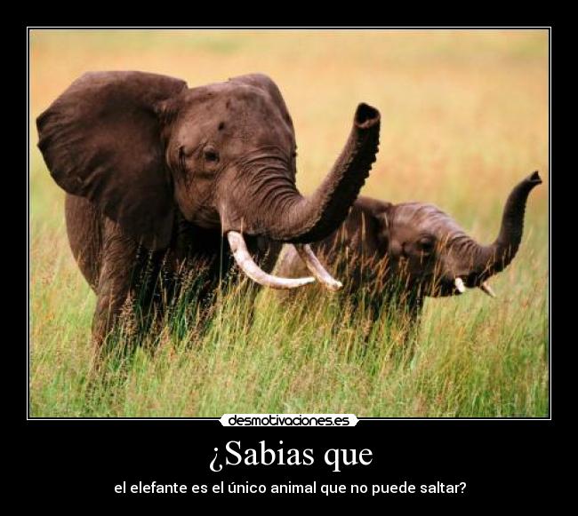 ¿Sabias que - el elefante es el único animal que no puede saltar?