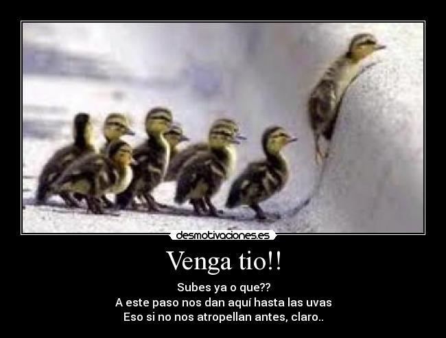 Venga tio!! - Subes ya o que??
A este paso nos dan aquí hasta las uvas
Eso si no nos atropellan antes, claro..