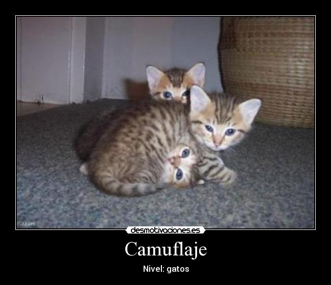 Camuflaje - Nivel: gatos