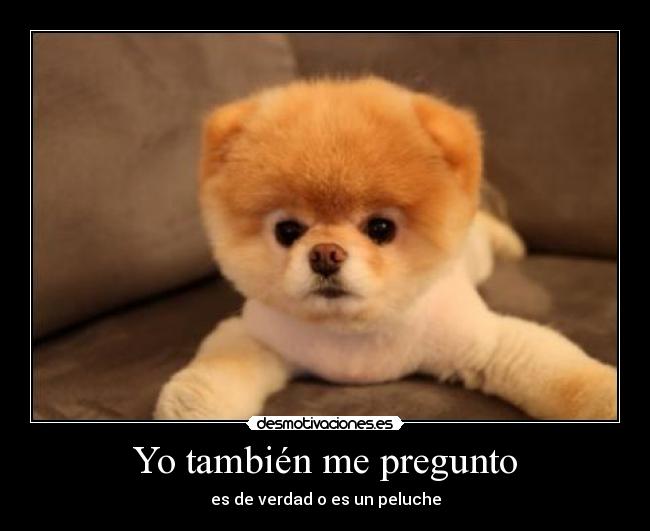 Yo también me pregunto - es de verdad o es un peluche