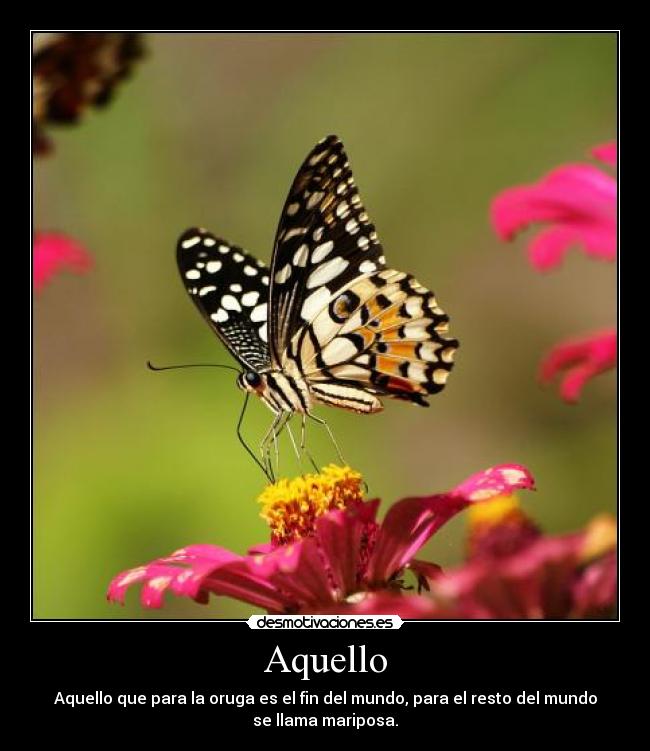 carteles lrc1894 lao tse oruga mariposa desmotivaciones