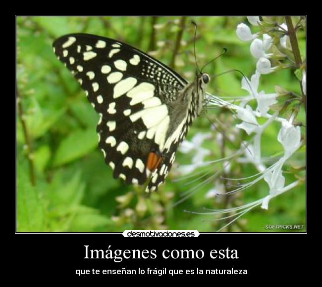 Imágenes como esta - que te enseñan lo frágil que es la naturaleza