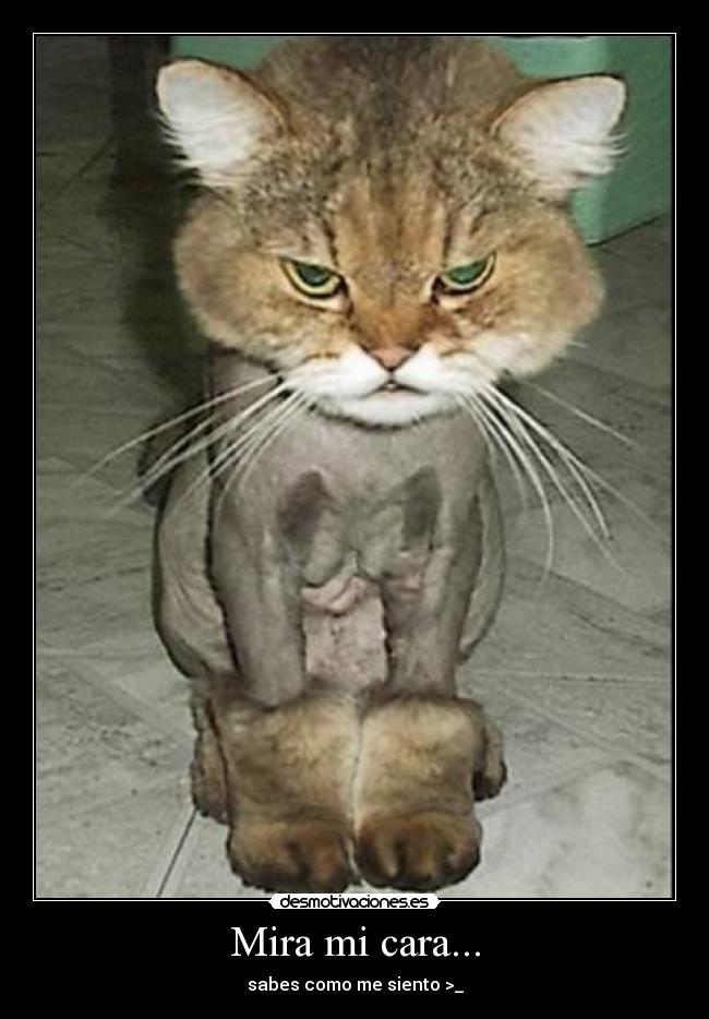 carteles cara gatosbotas bonito feo desmotivaciones