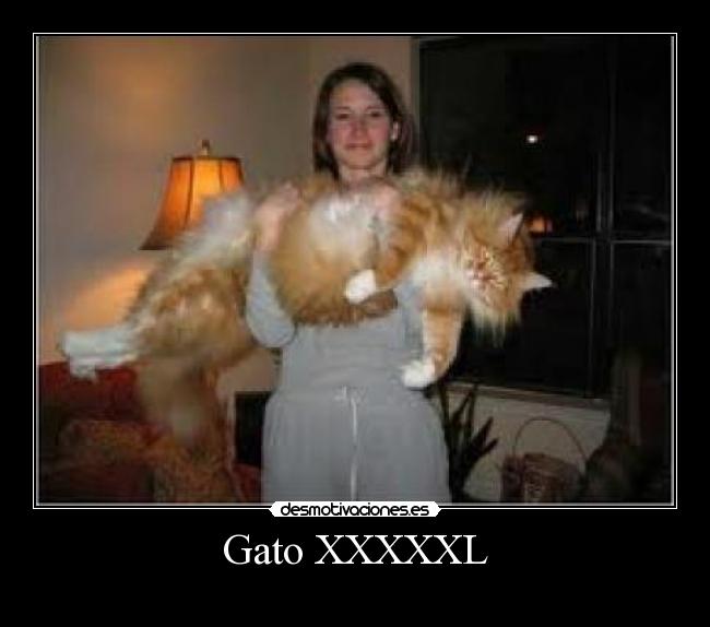 Gato XXXXXL - 