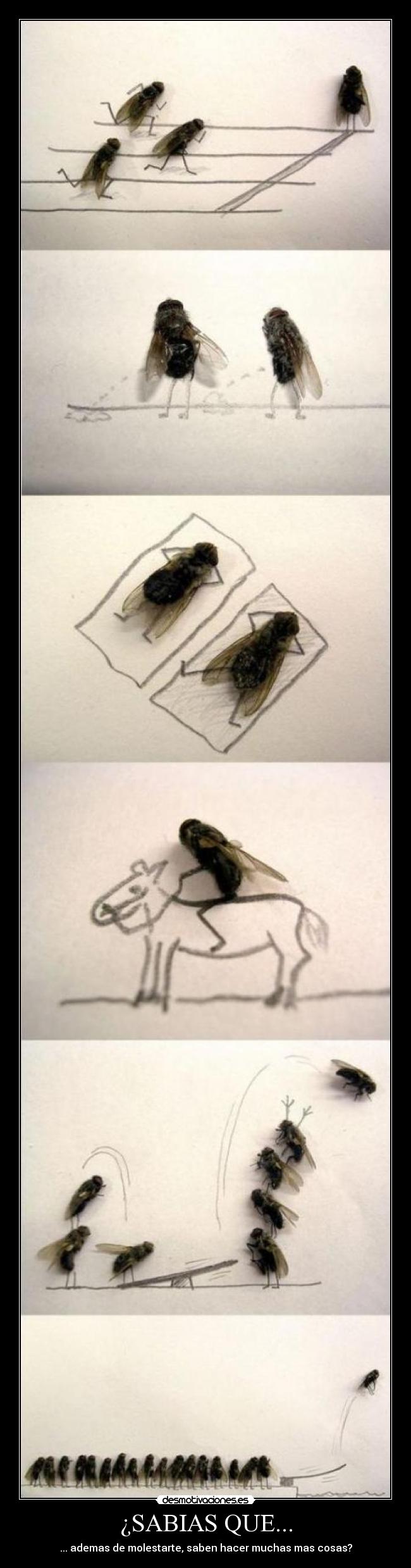 ¿SABIAS QUE... - ... ademas de molestarte, saben hacer muchas mas cosas?