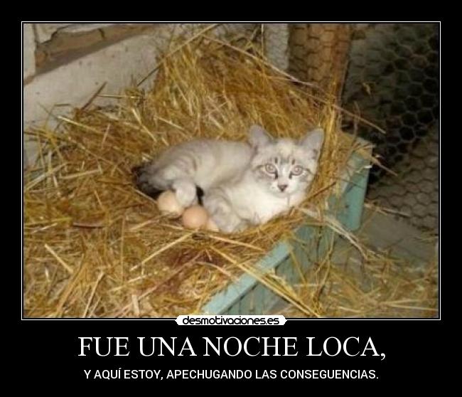 carteles gato huevos huii desmotivaciones