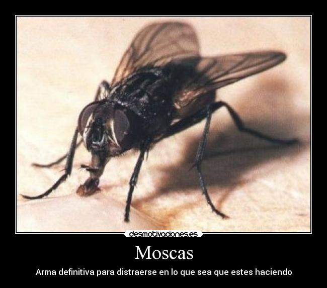 Moscas - 