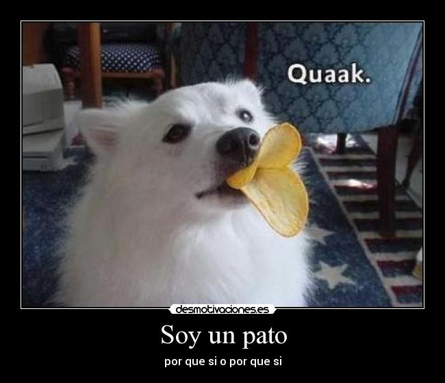 Soy un pato - 
