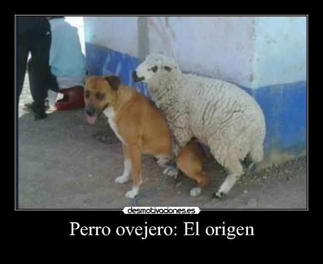 Perro ovejero: El origen -