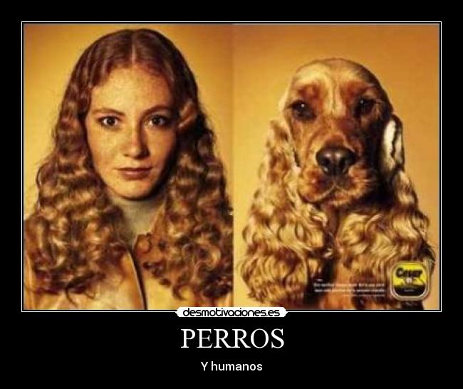 PERROS - Y humanos
