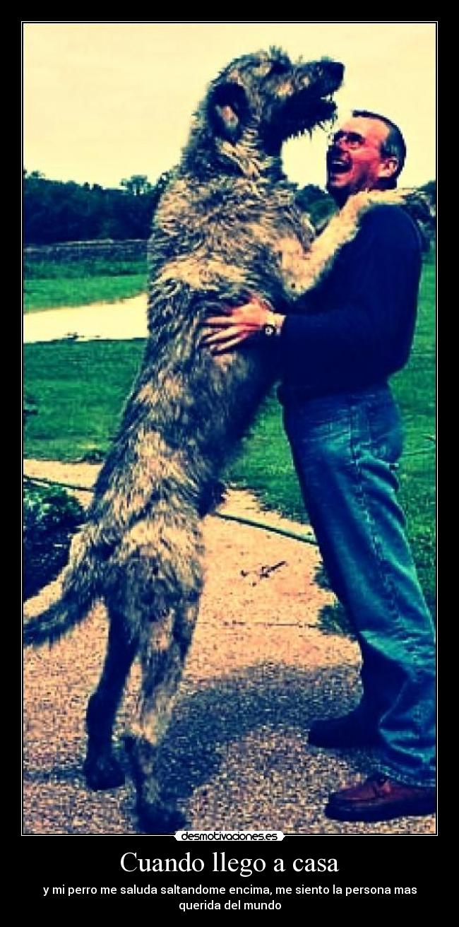 Cuando llego a casa - y mi perro me saluda saltandome encima, me siento la persona mas
querida del mundo
