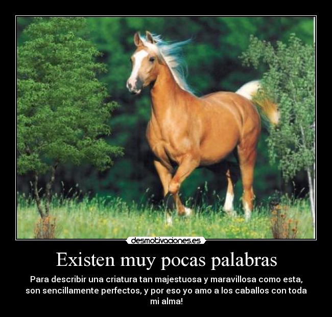 Existen muy pocas palabras - Para describir una criatura tan majestuosa y maravillosa como esta,
son sencillamente perfectos, y por eso yo amo a los caballos con toda
mi alma!