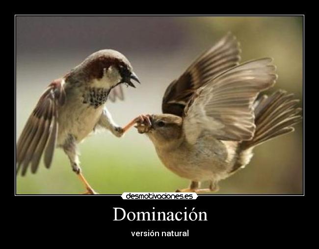 Dominación -