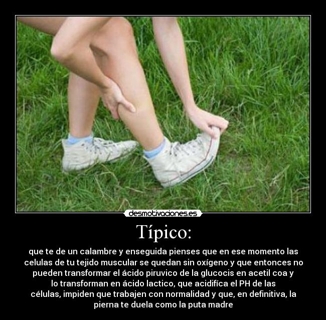 Típico: - que te de un calambre y enseguida pienses que en ese momento las
celulas de tu tejido muscular se quedan sin oxígeno y que entonces no
pueden transformar el ácido piruvico de la glucocis en acetil coa y
lo transforman en ácido lactico, que acidifíca el PH de las
células, impiden que trabajen con normalidad y que, en definitiva, la
pierna te duela como la puta madre