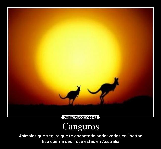 Canguros - Animales que seguro que te encantaría poder verlos en libertad
Eso querría decir que estas en Australia