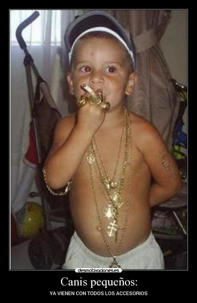 Canis pequeños: - YA VIENEN CON TODOS LOS ACCESORIOS