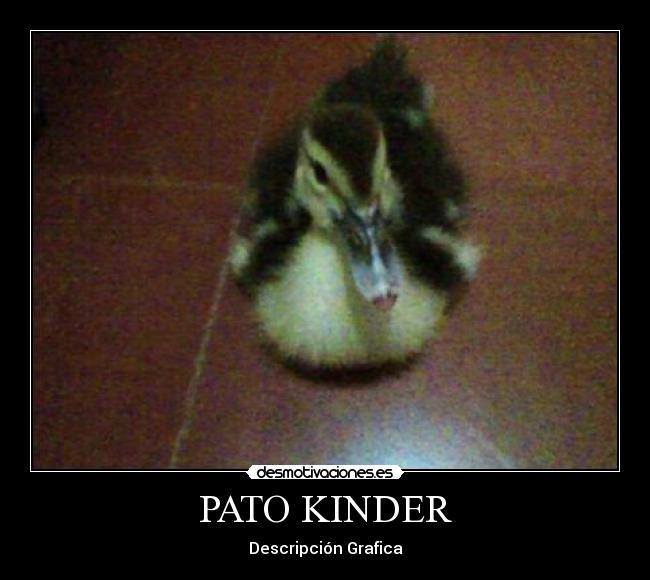 PATO KINDER - 