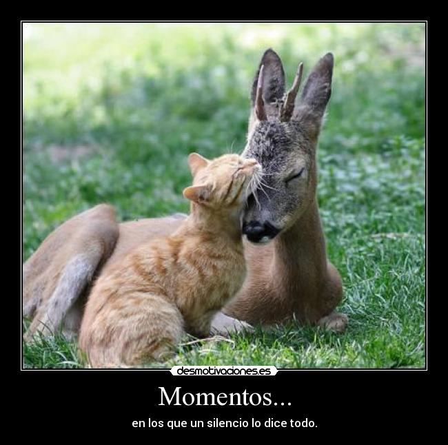 Momentos... - 