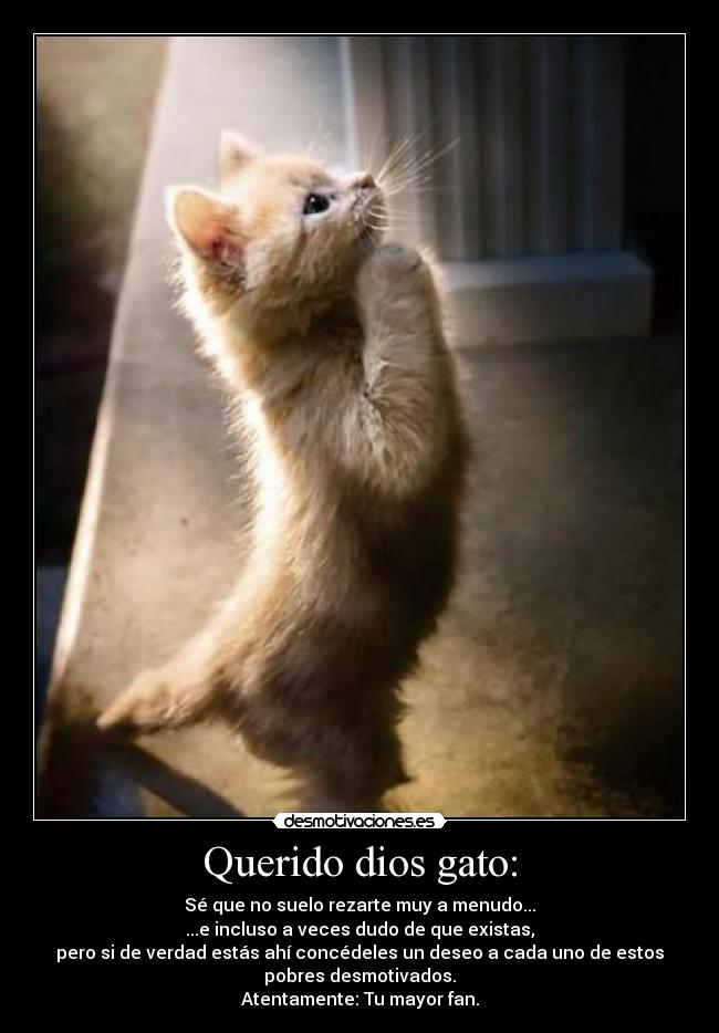 Querido dios gato: - Sé que no suelo rezarte muy a menudo...
...e incluso a veces dudo de que existas,
pero si de verdad estás ahí concédeles un deseo a cada uno de estos
pobres desmotivados.
Atentamente: Tu mayor fan.