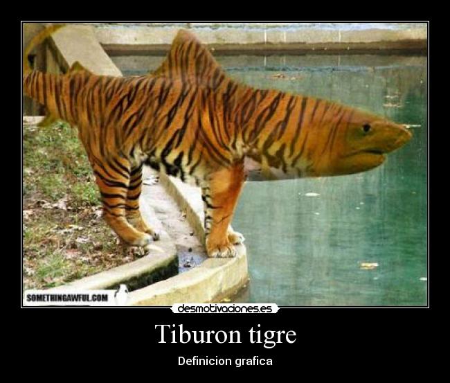 Tiburon tigre - Definicion grafica