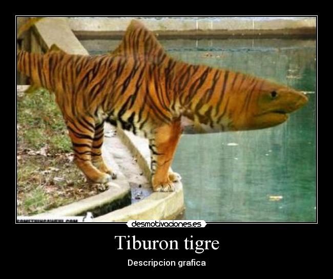 Tiburon tigre - Descripcion grafica
