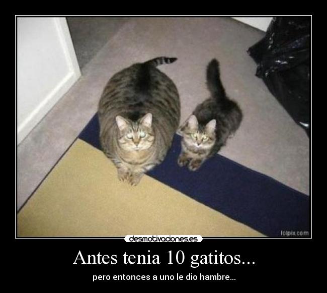 Antes tenia 10 gatitos... - pero entonces a uno le dio hambre...