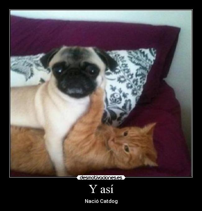 Y así - Nació Catdog