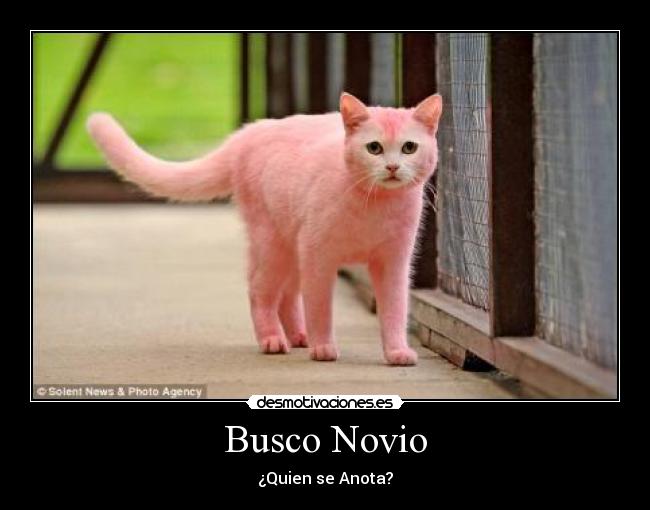 Busco Novio - 