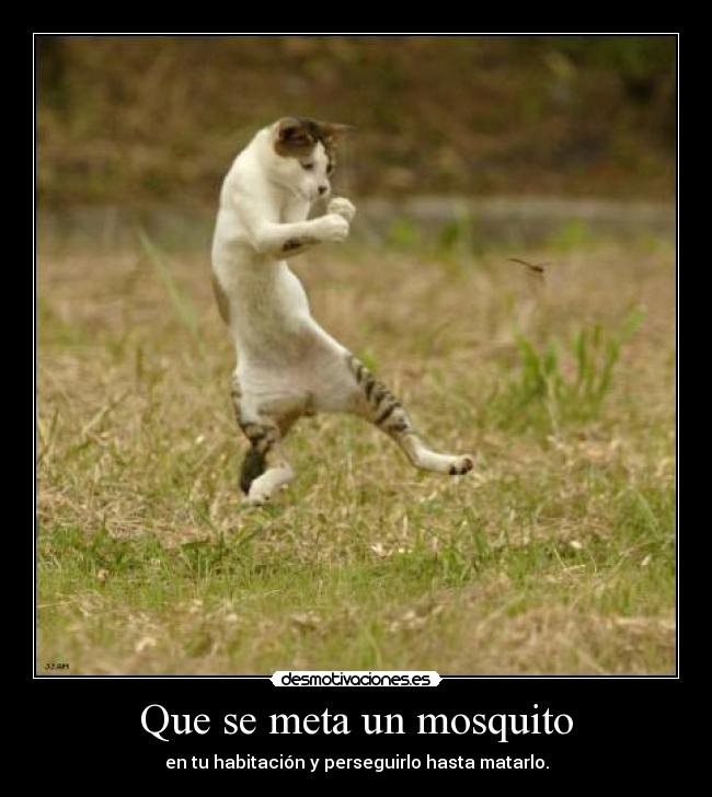 Que se meta un mosquito - 
