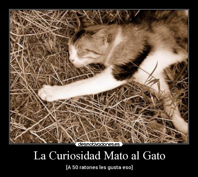 La Curiosidad Mato al Gato - 
