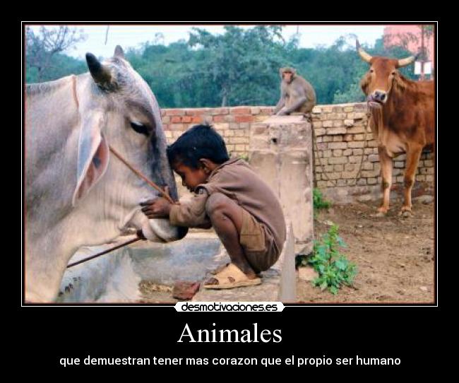 carteles animales hl8 desmotivaciones