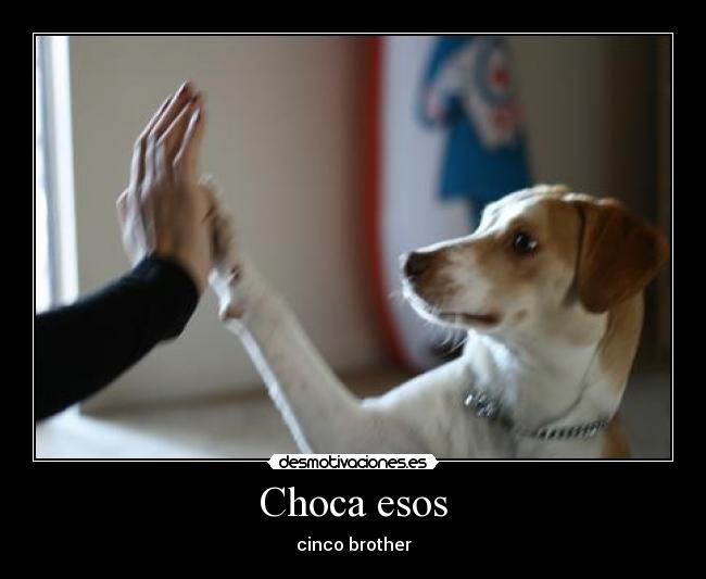 Choca esos - cinco brother