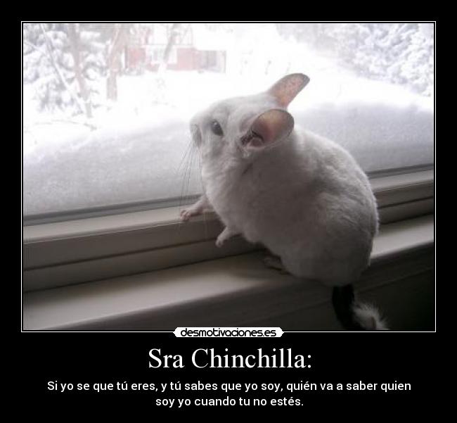 Sra Chinchilla: - 