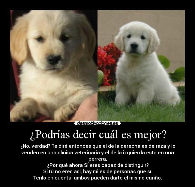 ¿Podrías decir cuál es mejor? -