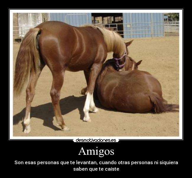 carteles amigos amigos caer desmotivaciones