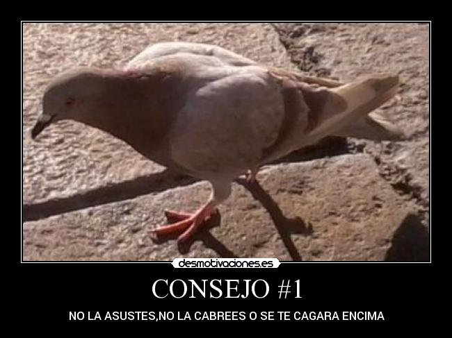 CONSEJO #1 - NO LA ASUSTES,NO LA CABREES O SE TE CAGARA ENCIMA