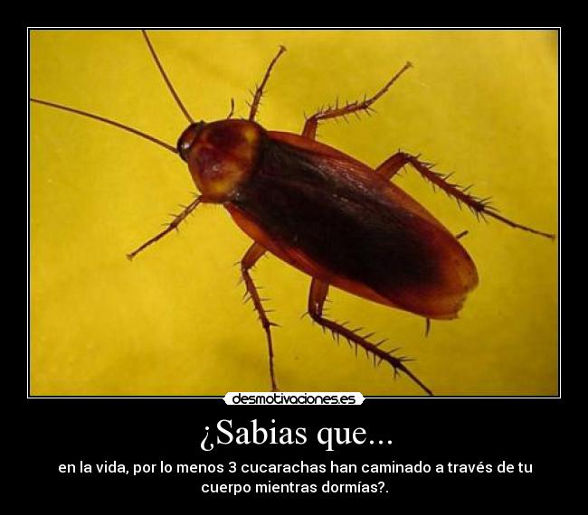 carteles cucarachas sabias que desmotivaciones