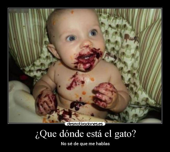 ¿Que dónde está el gato? - 