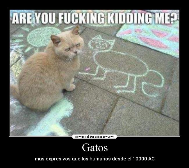 Gatos - 
