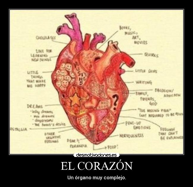 EL CORAZÓN - Un órgano muy complejo.