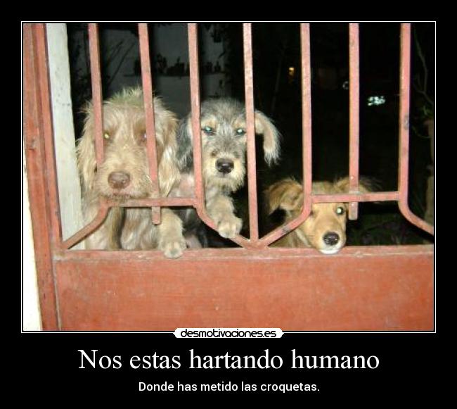 Nos estas hartando humano - Donde has metido las croquetas.