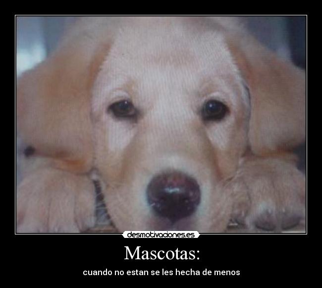 Mascotas: -