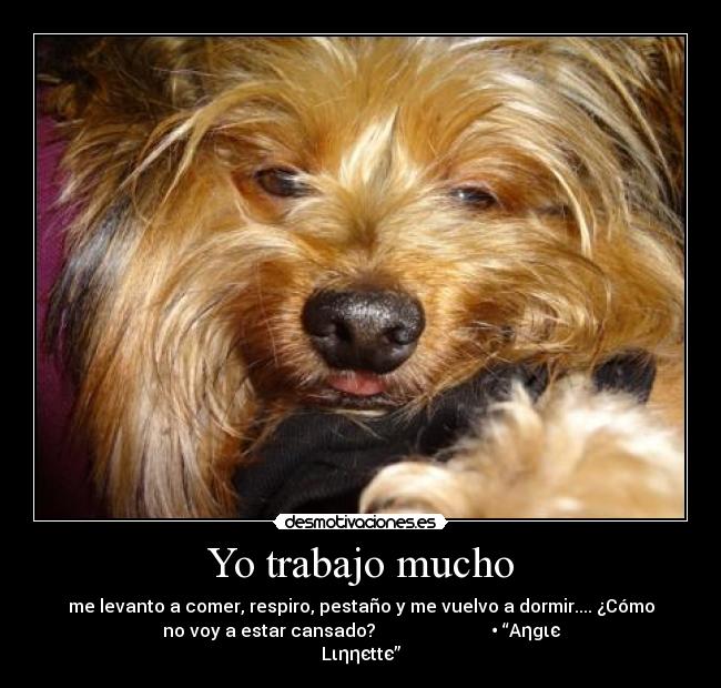 Yo trabajo mucho - me levanto a comer, respiro, pestaño y me vuelvo a dormir.... ¿Cómo
no voy a estar cansado? • “Aηgιє
Lιηηєttє”