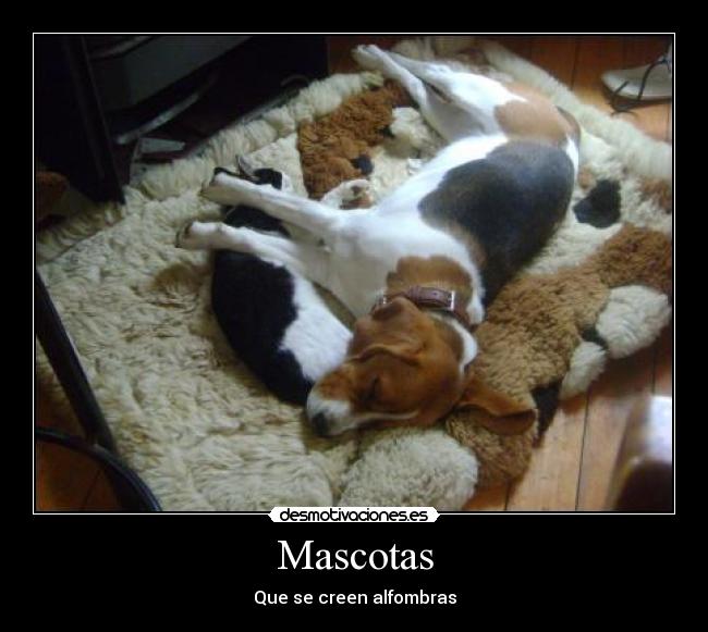 Mascotas - Que se creen alfombras