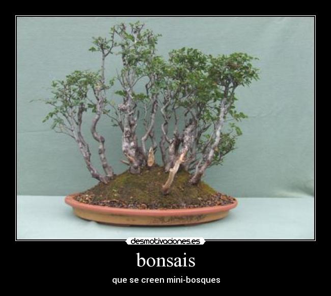 bonsais - que se creen mini-bosques