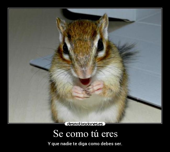 carteles ardilla feliz desmotivaciones